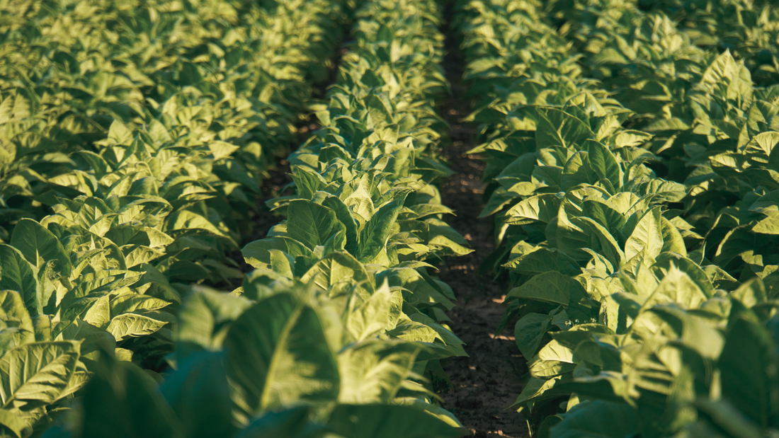 Pogledaj kolekciju Arcane svijeća od 100% prirodnog sojinog voska